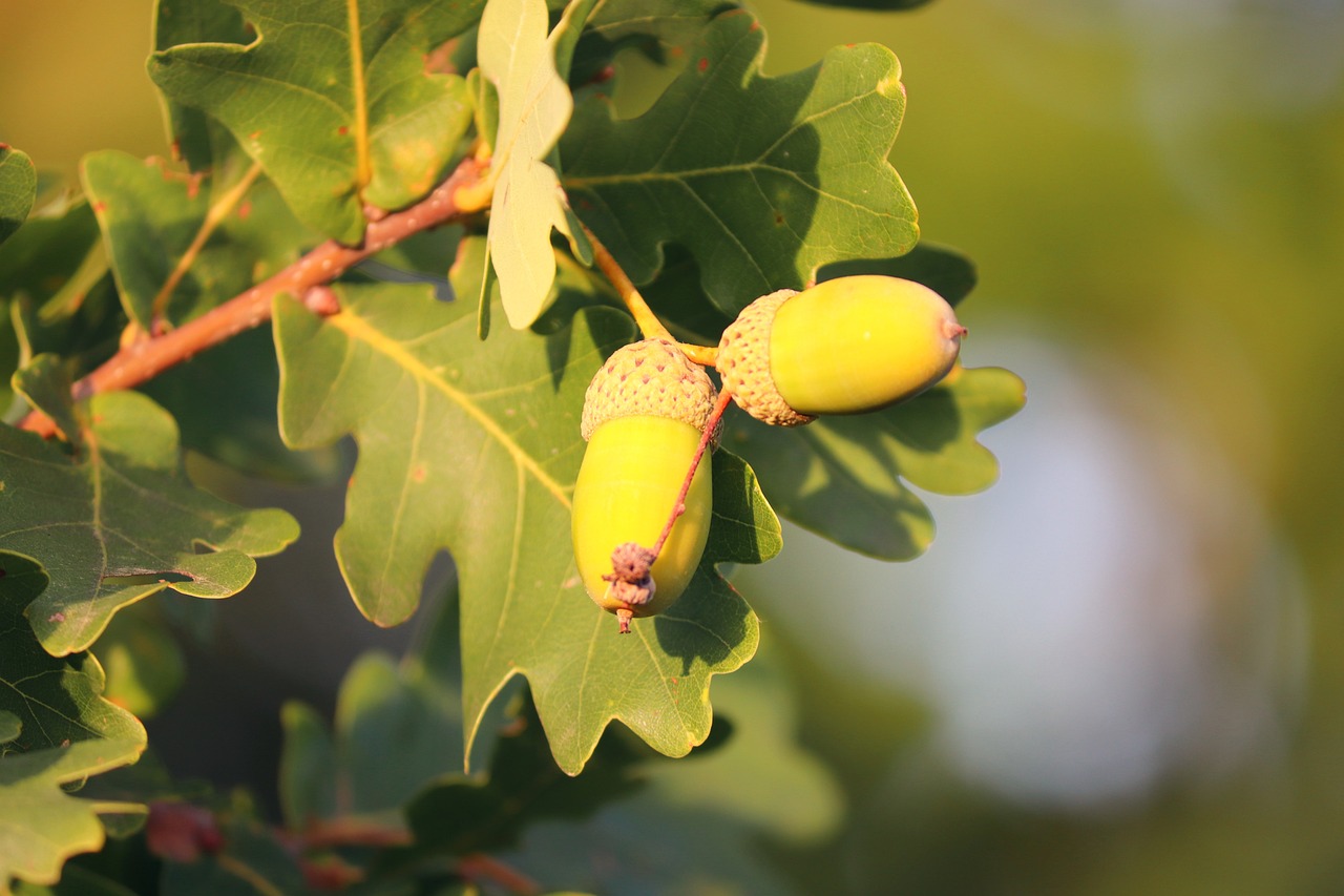 Image of Quercus robur L.