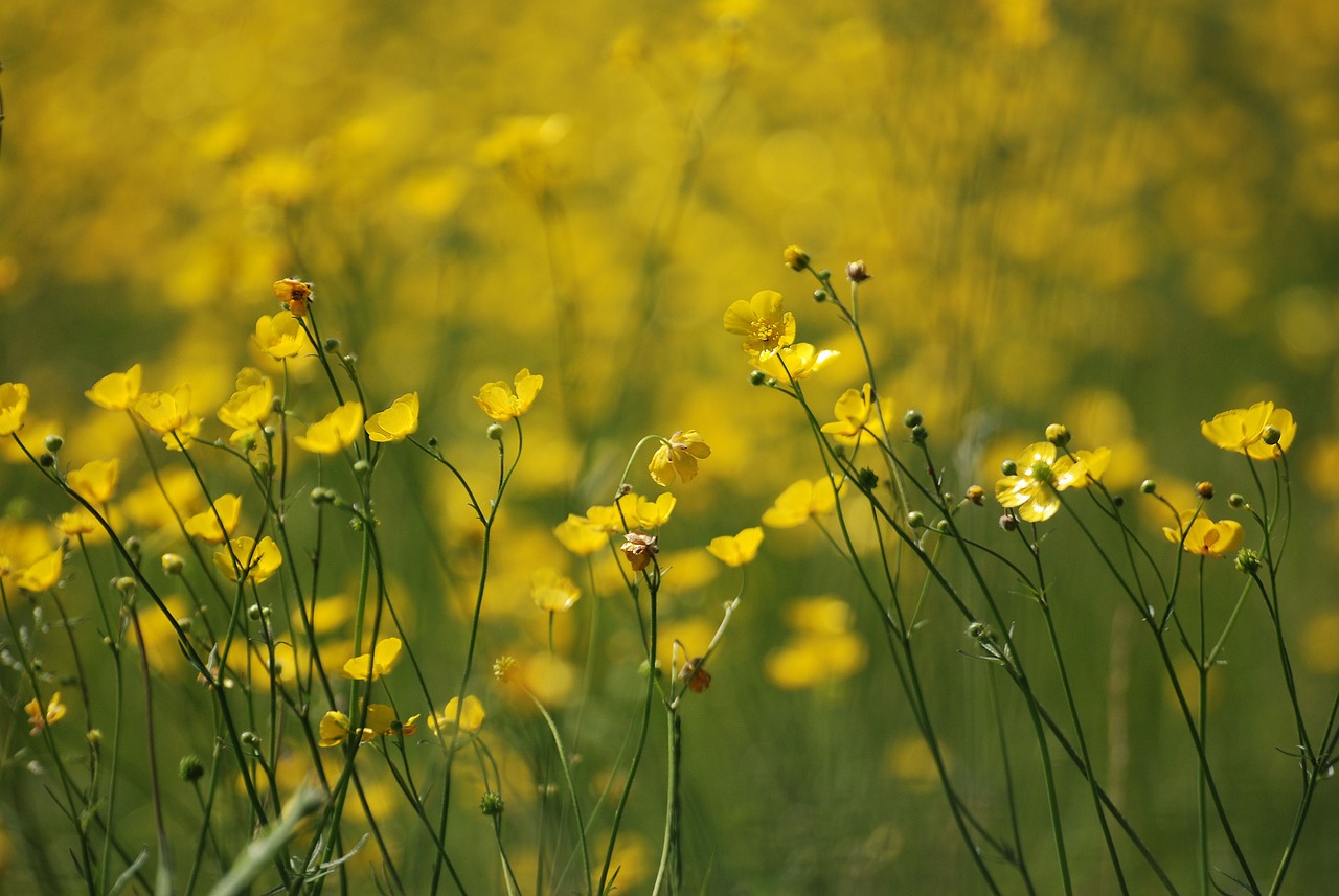 Image of Ranunculus acris L.