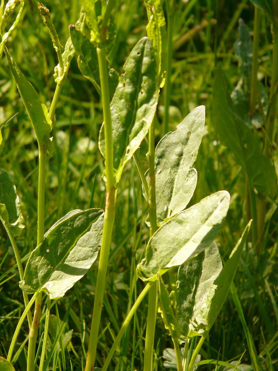 Image of Rumex acetosa L.
