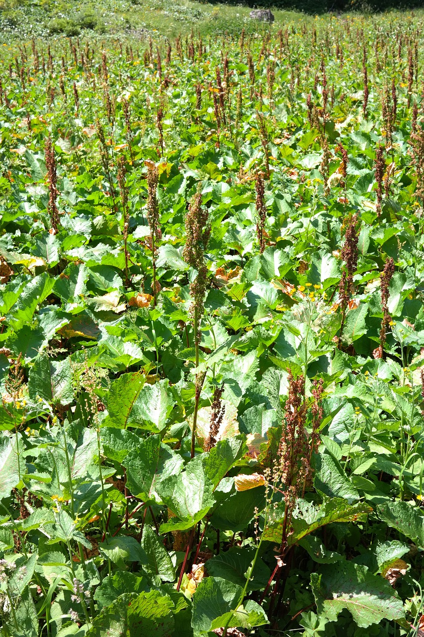 Image of Rumex alpinus L.