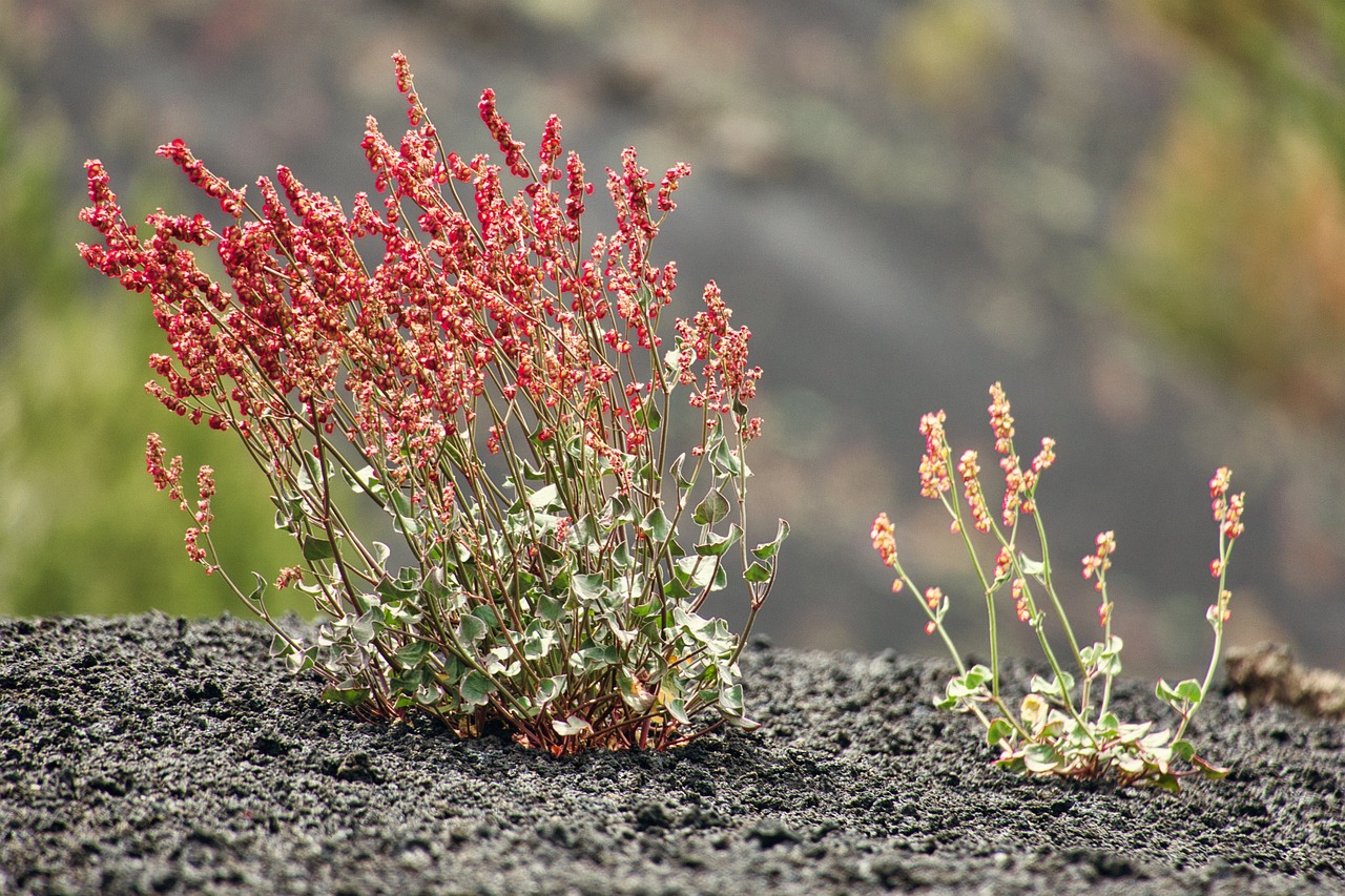 Image of Rumex scutatus L.