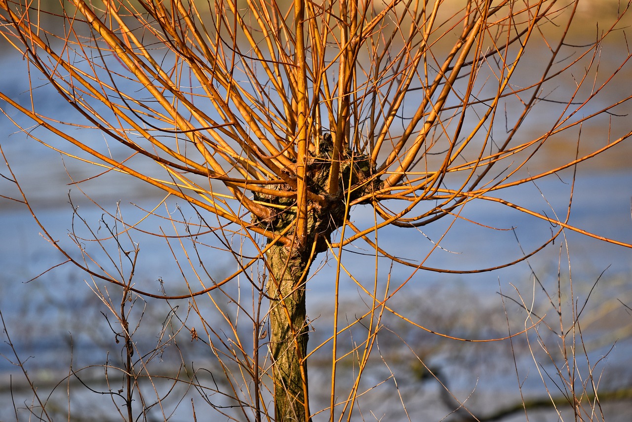 Image of Salix viminalis L.