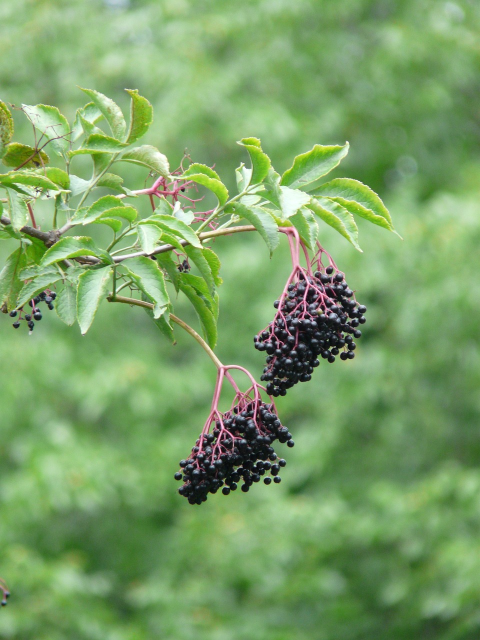 Image of Sambucus nigra L.