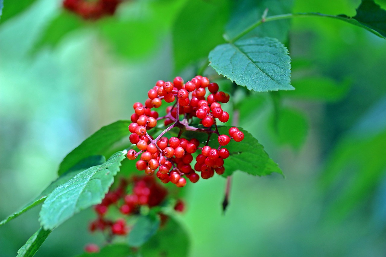 Image of Sambucus racemosa L.