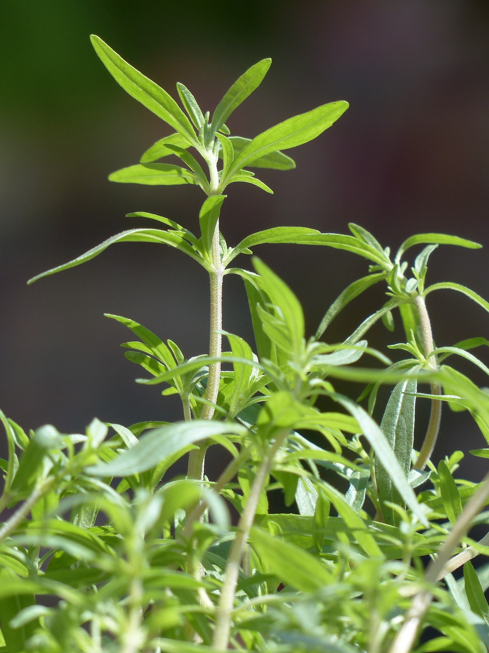 Image of Satureja hortensis L.