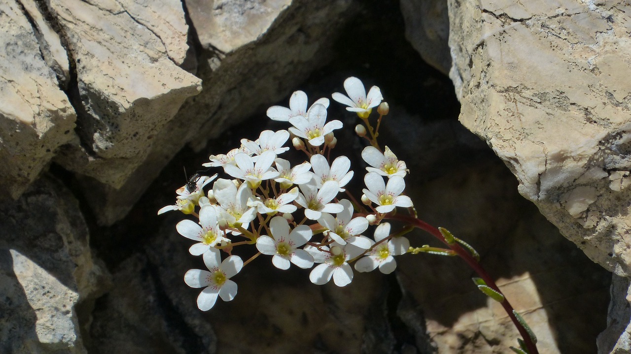 Image of Saxifraga cotyledon L.