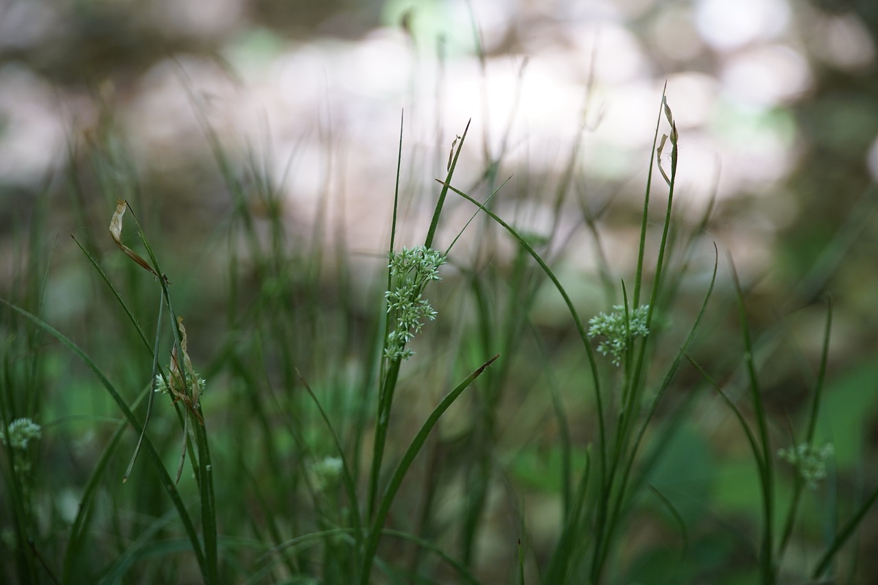 Image of Scirpus spp.