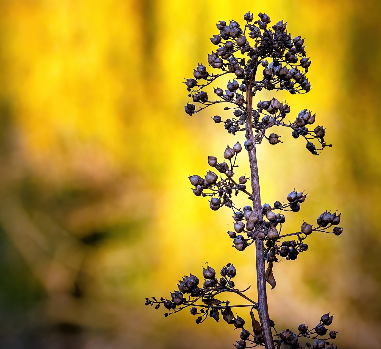 Image of Scrophularia nodosa L.