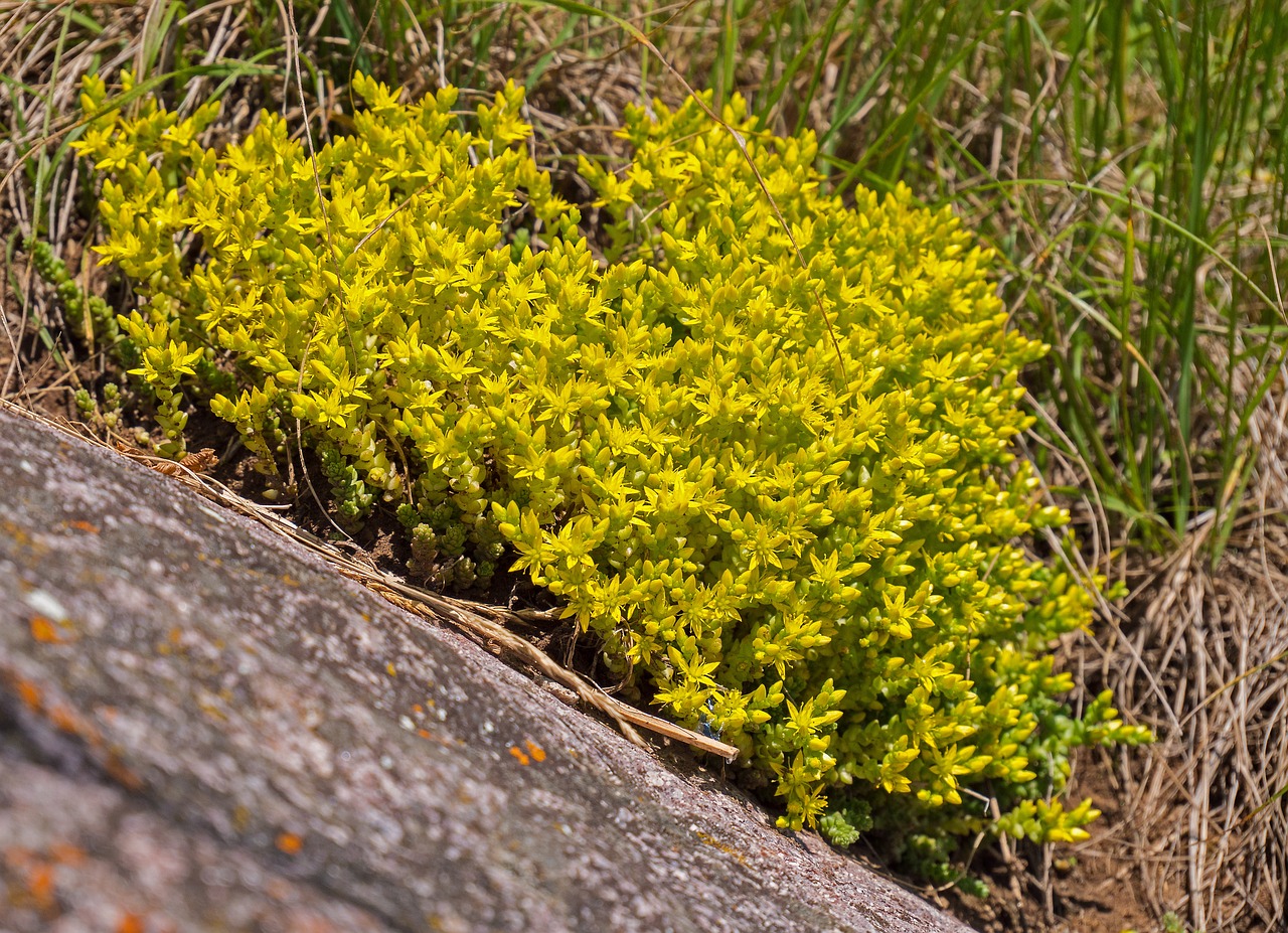 Image of Sedum annuum subsp. annuum