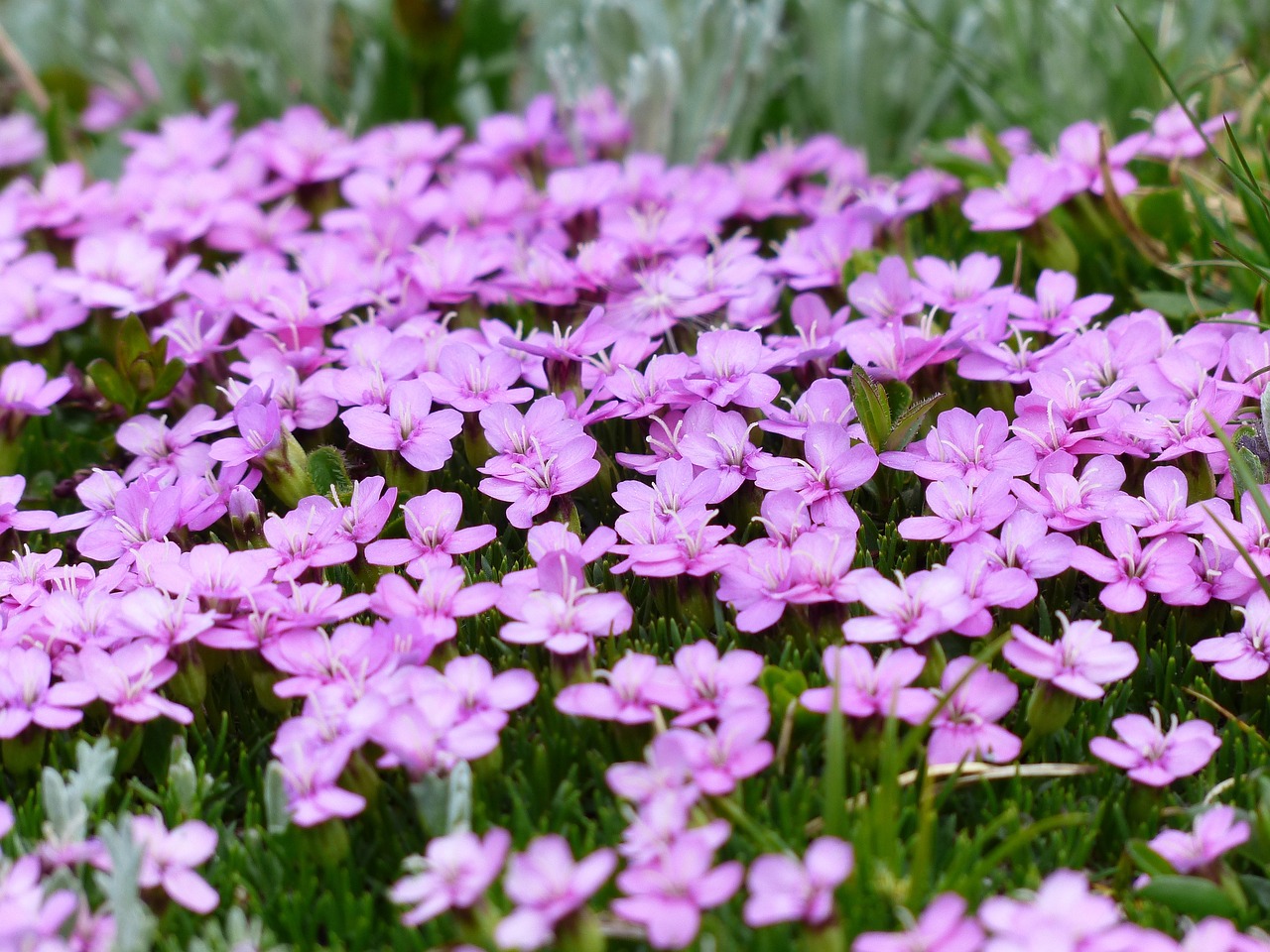 Image of Silene acaulis (L.) Jacq.