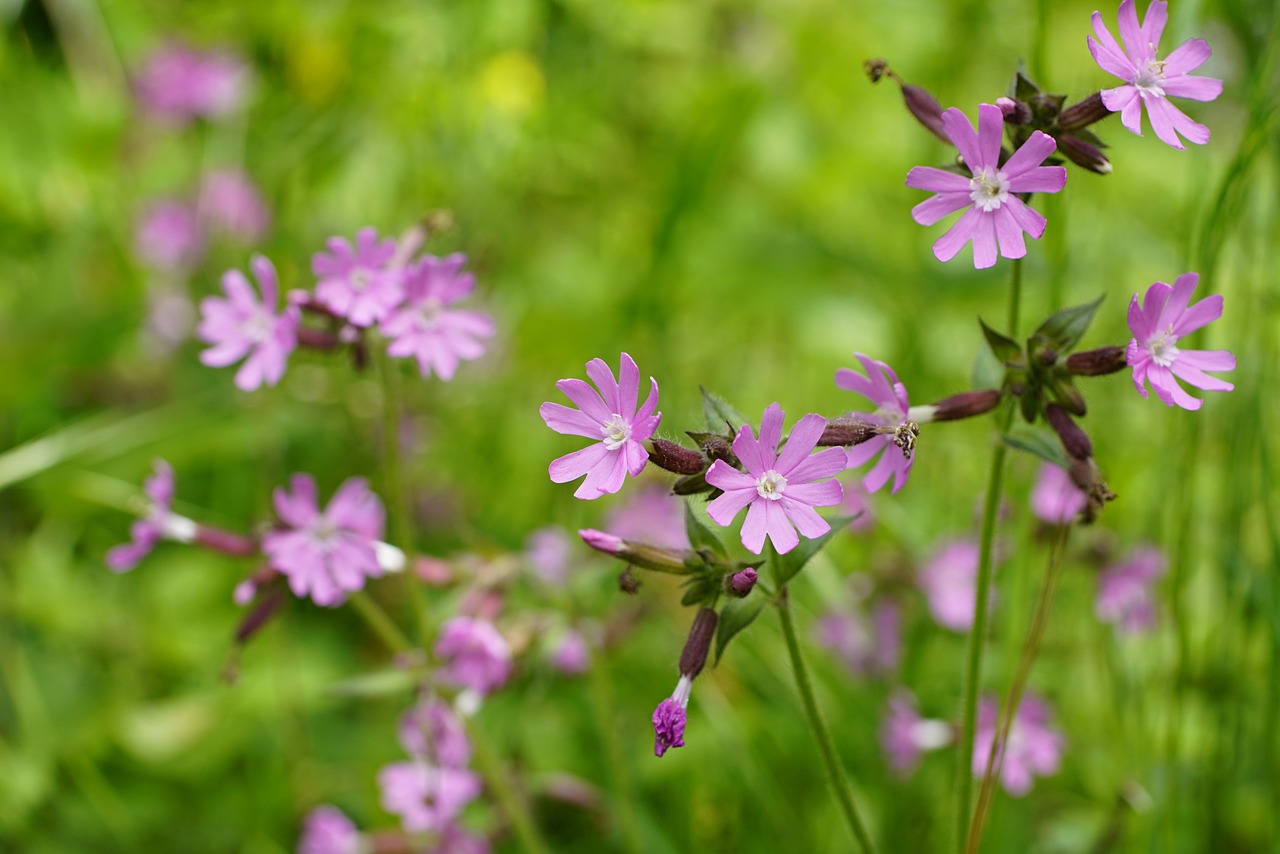 Image of Silene dioica (L.) Clairv.