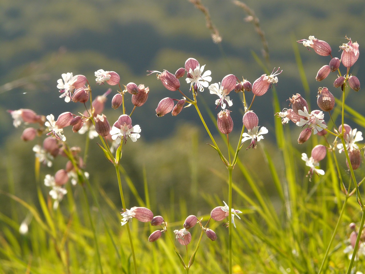 Image of Silene vulgaris (Moench) Garcke