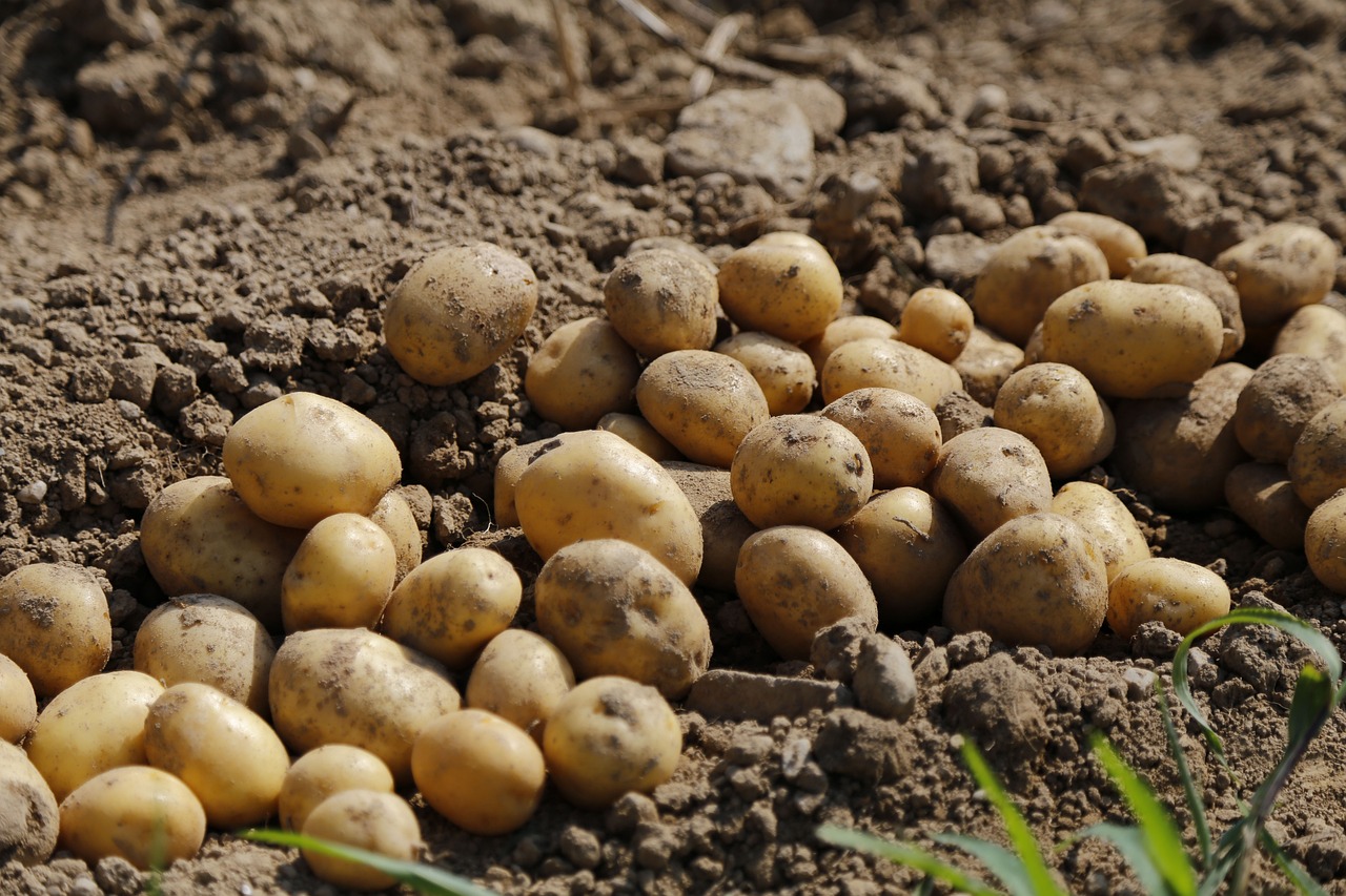 Image of Solanum tuberosum L.