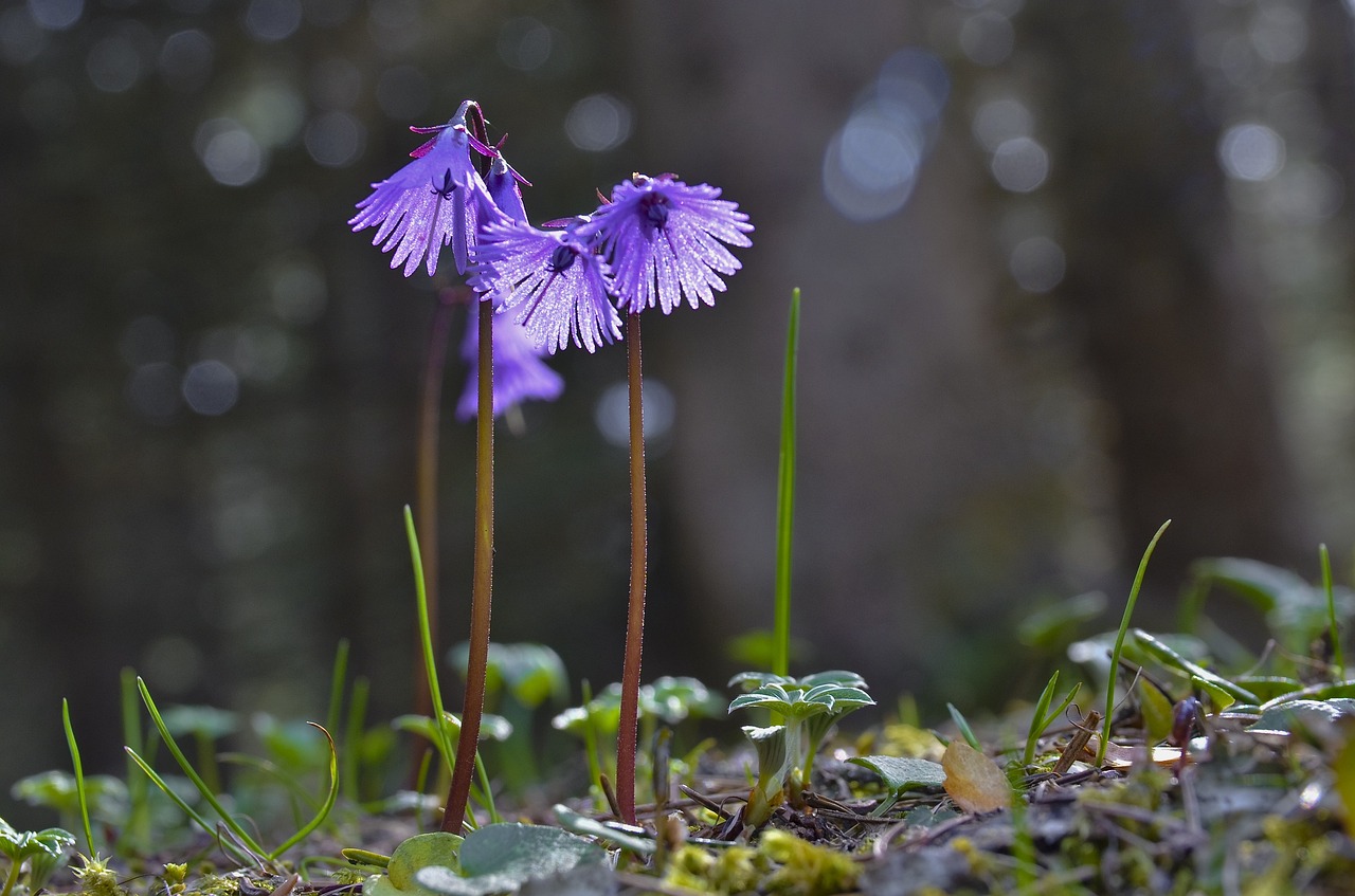 Image of Soldanella alpina L.