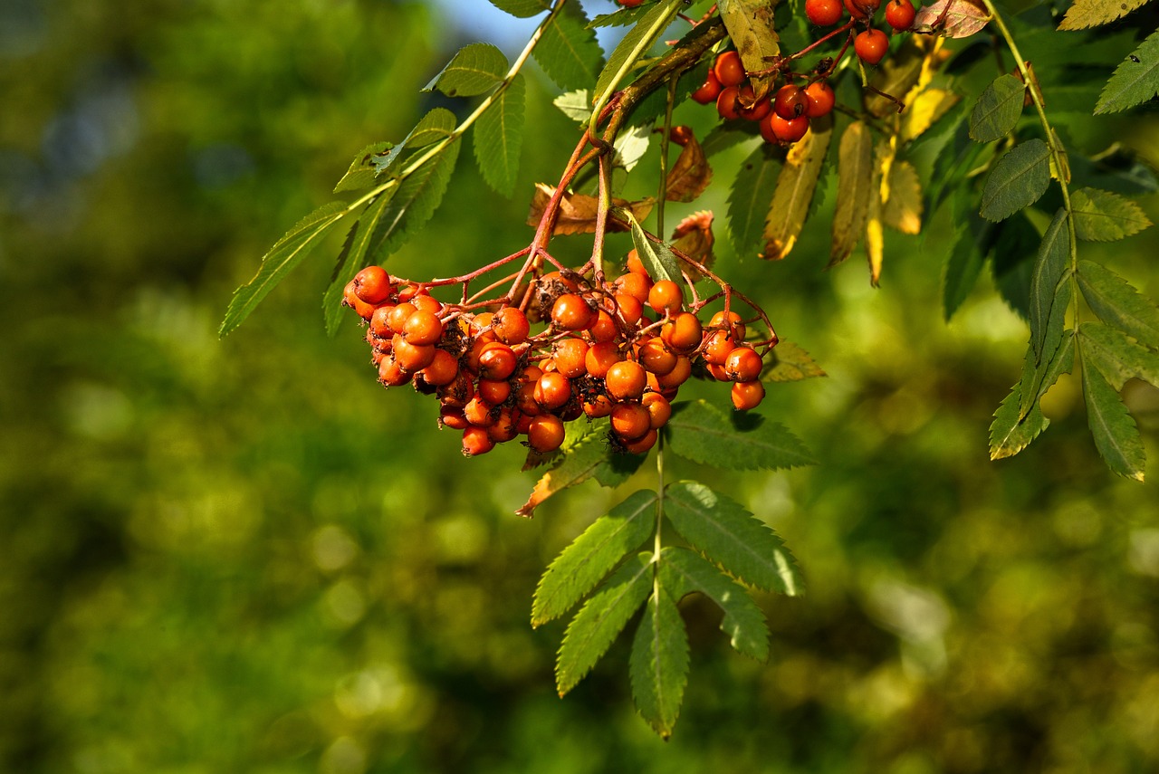 Image of Sorbus aucuparia L.