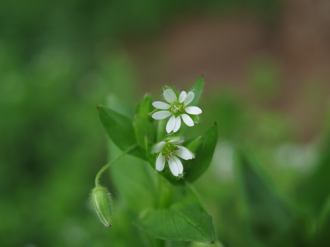 Image of Stellaria media (L.) Vill.