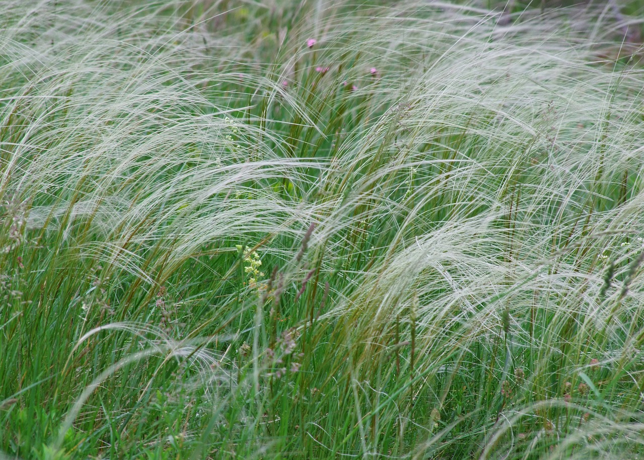 Image of Stipa pennata L.