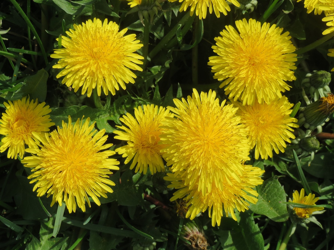 Image of Taraxacum sect. Taraxacum F.H.Wigg.
