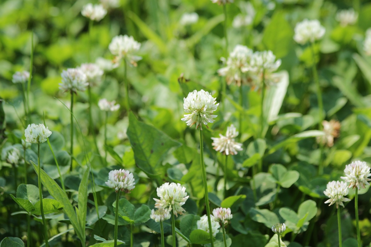 Image of Trifolium repens L.