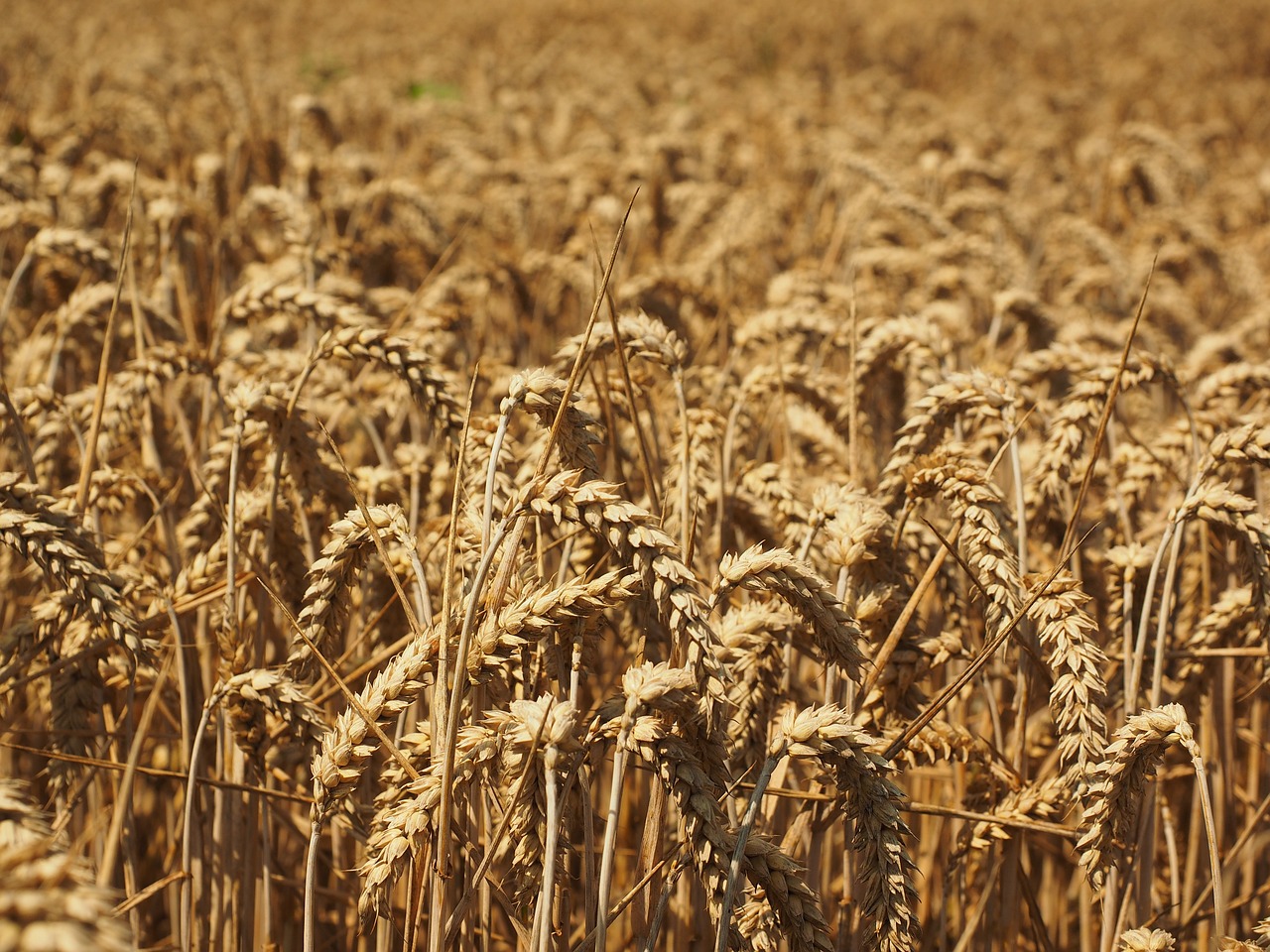 Image of Triticum aestivum L.
