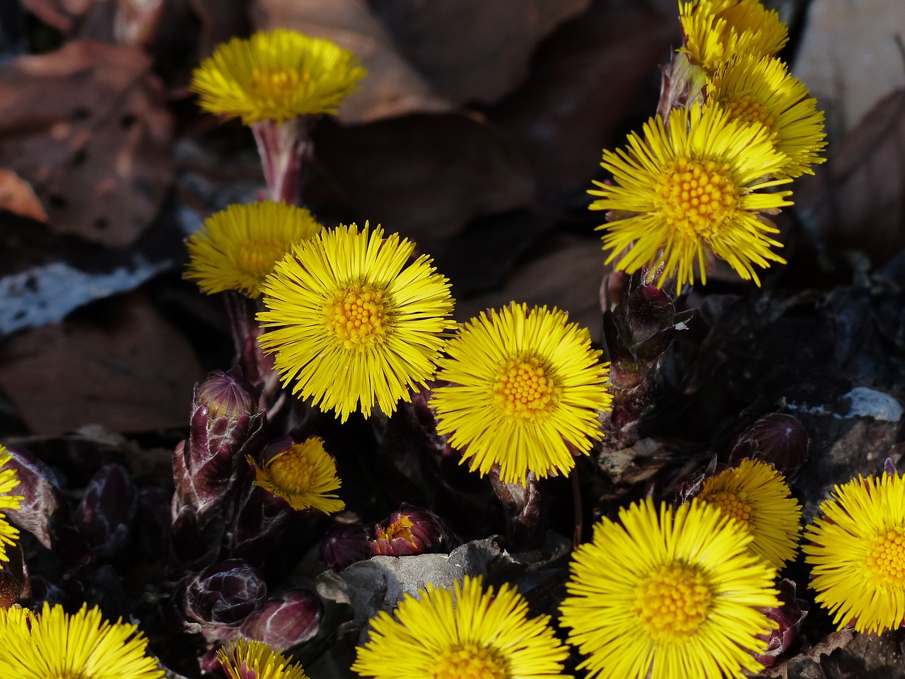 Image of Tussilago farfara L.