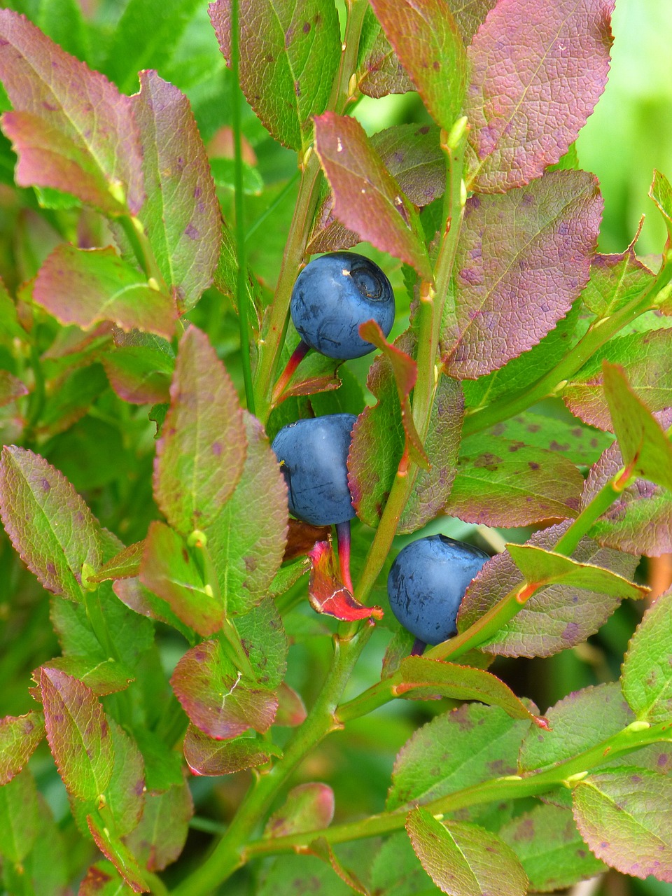 Image of Vaccinium myrtillus L.