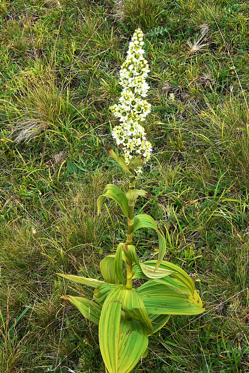 Image of Veratrum album L.