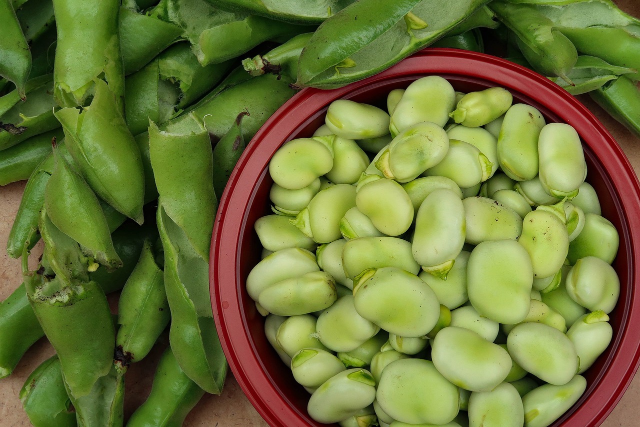 Image of Vicia faba L.