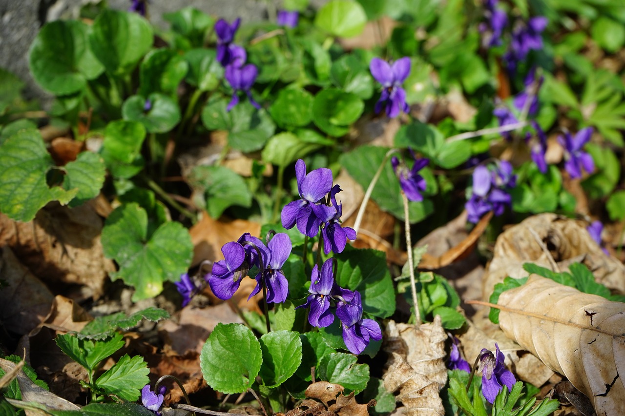 Image of Viola odorata L.