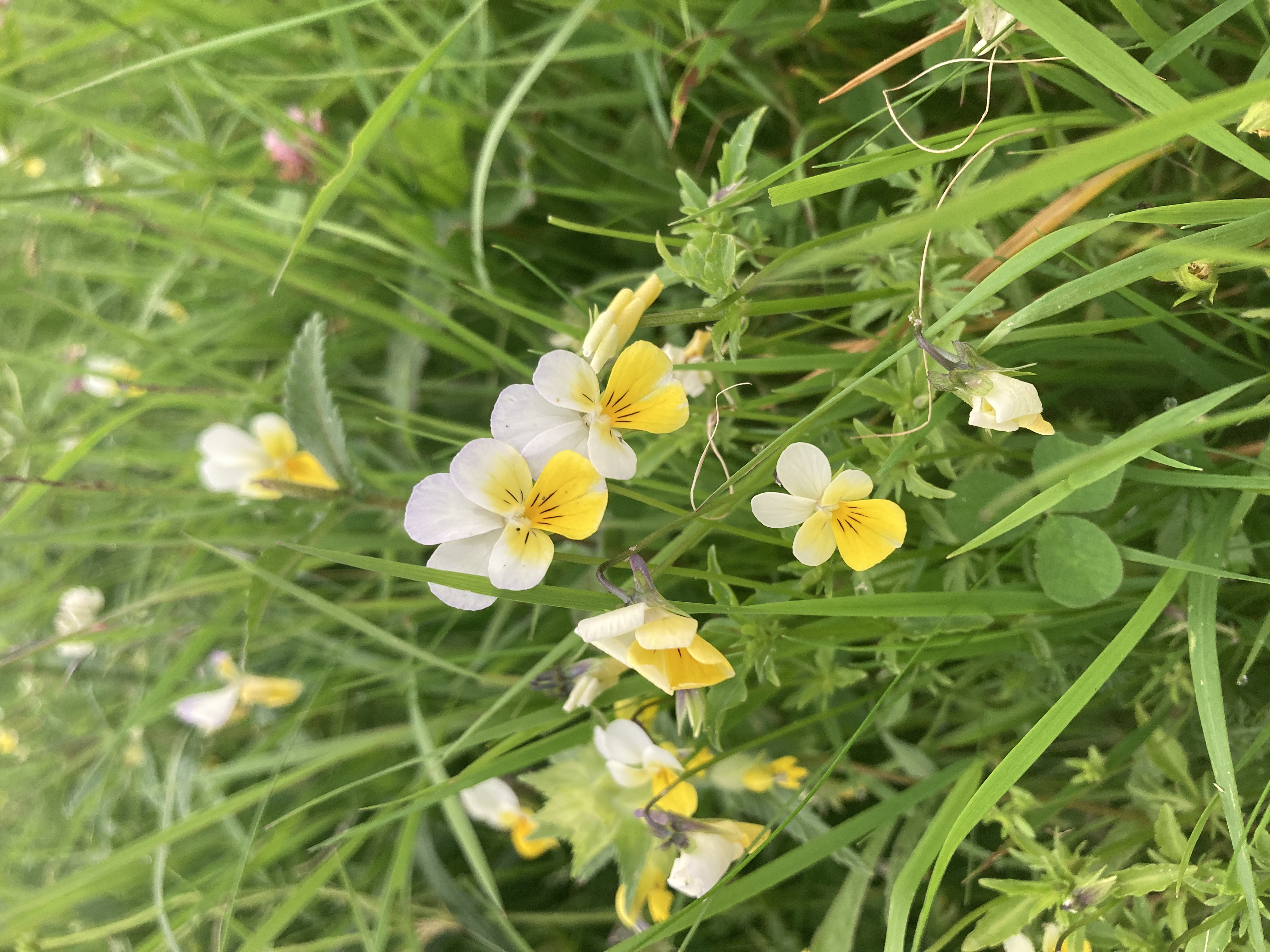 Image of Viola tricolor L.
