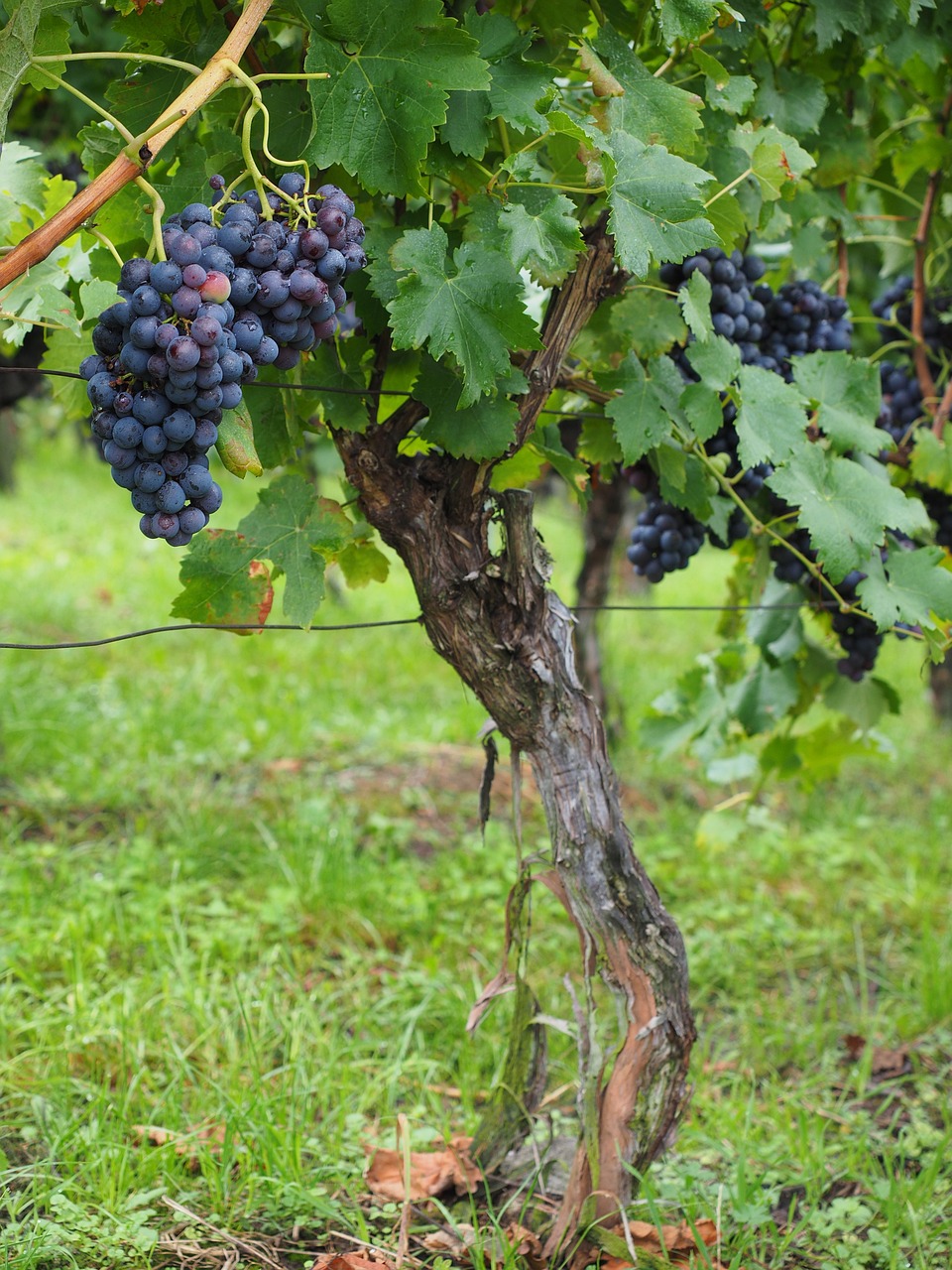 Image of Vitis vinifera L.