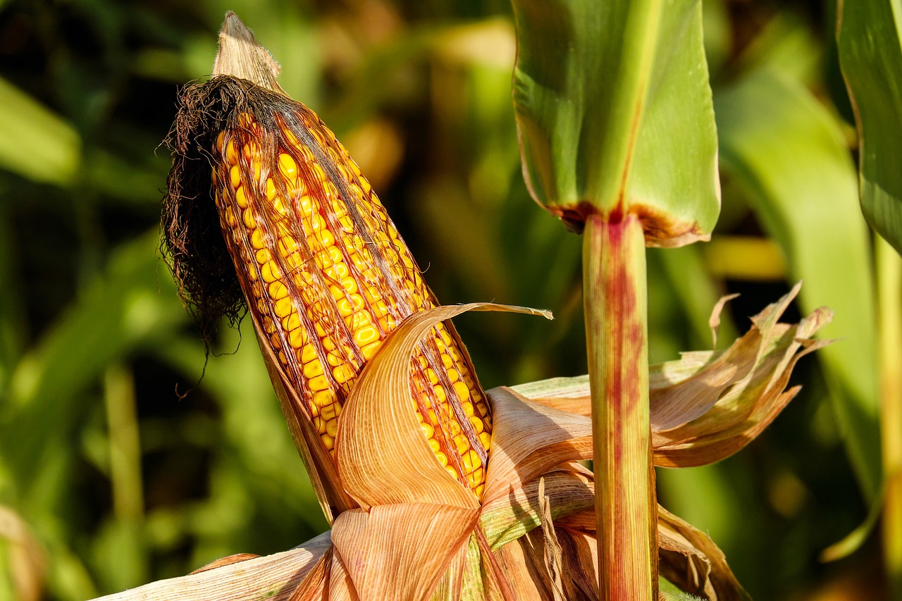 Image of Zea mays L.